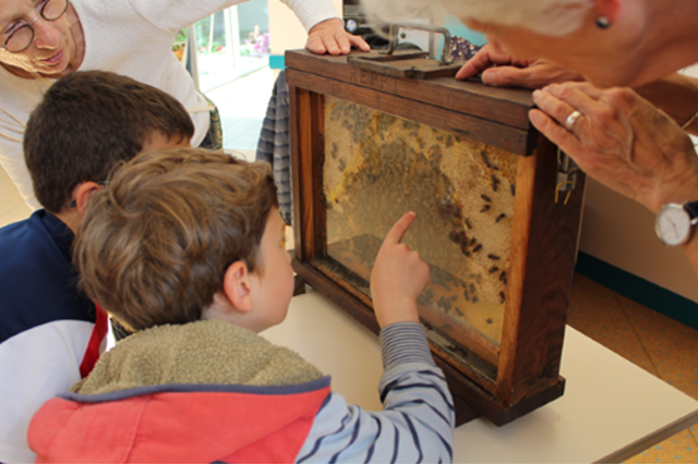 Les élèves de l'école des Rives de l'Ildut à Lanildut découvrent le travail de la ruche