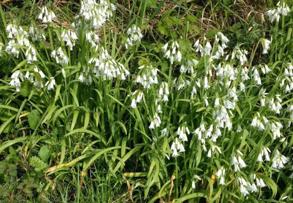 Ail triquètre espèce envahissante