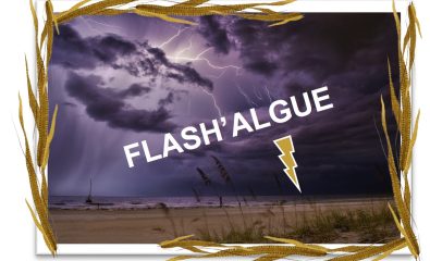 Flash'Algue